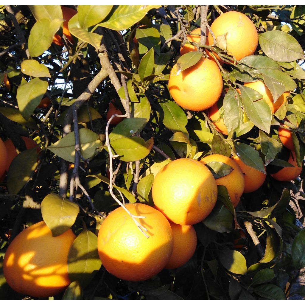 Small size blood orange (Tarocco) - Box 16 Kg