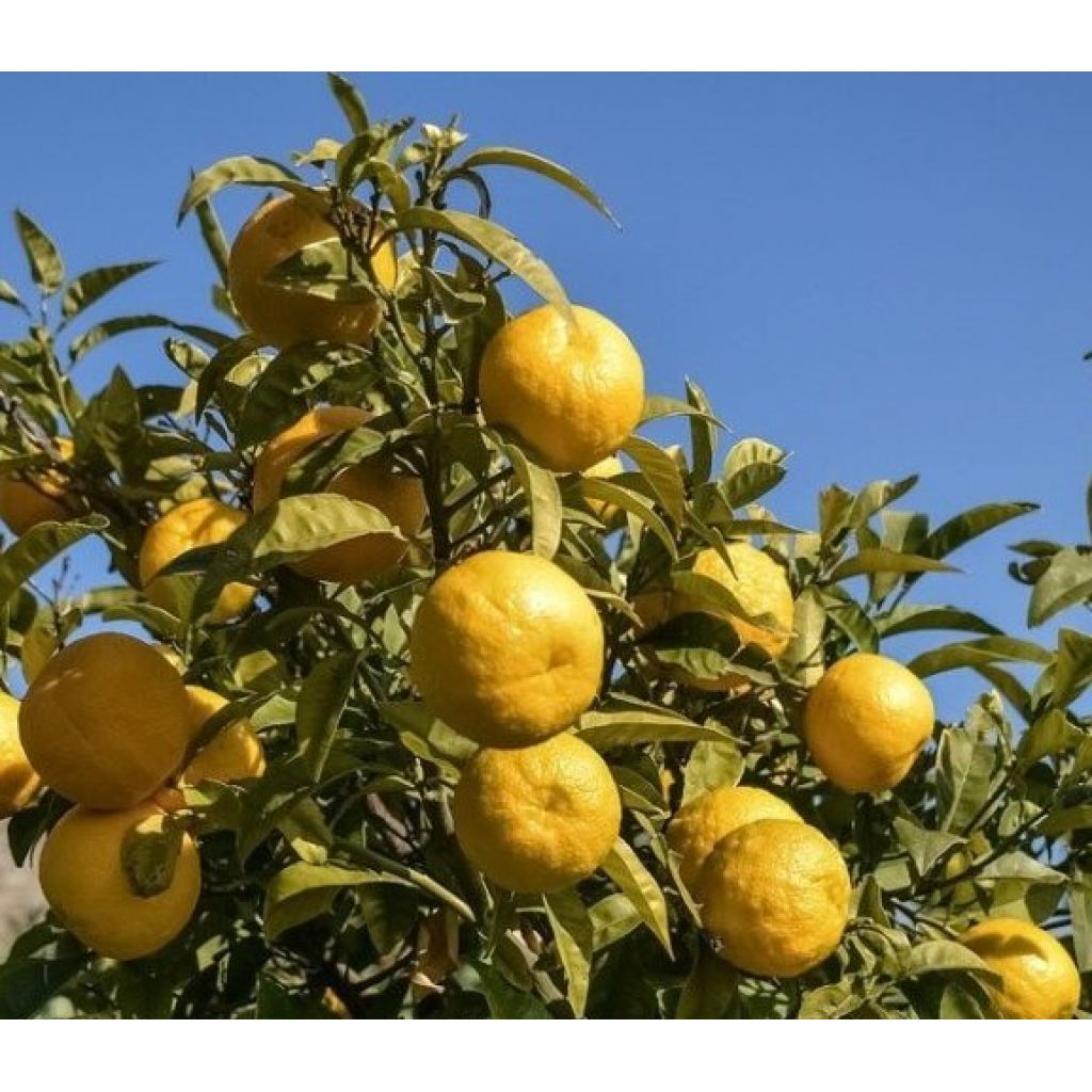 Sicilian bitter orange - Bulk