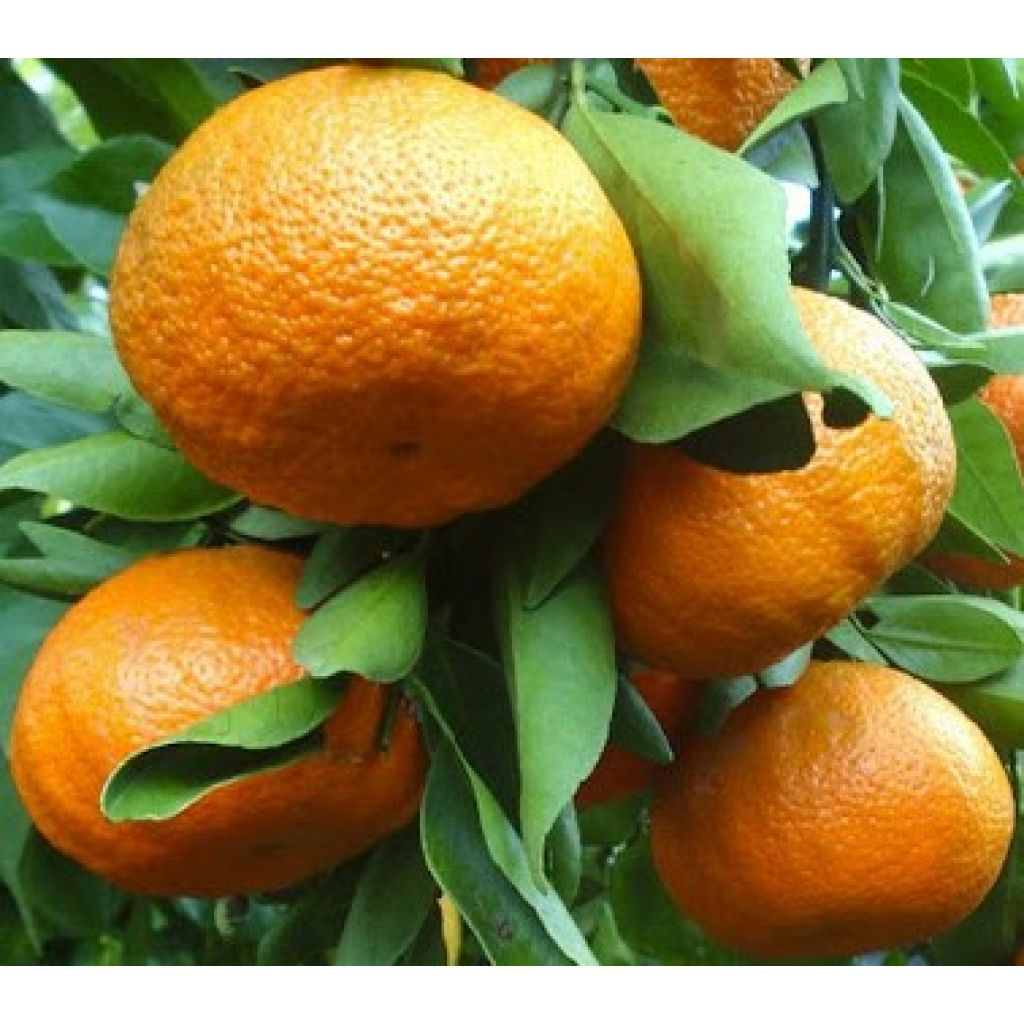 Sicilian clementine nova - Box 16 Kg