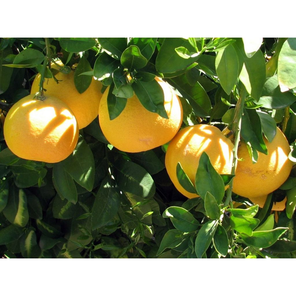 Sicilian pink grapefruit - Bulk