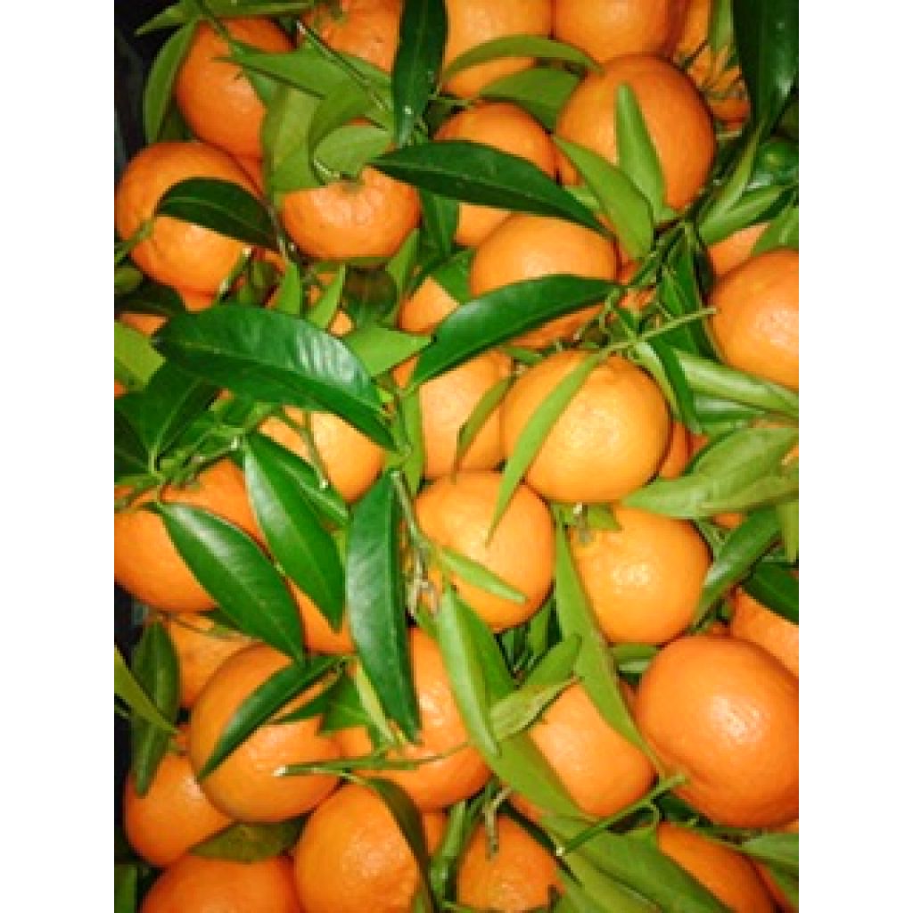 Mandarini/Clementine - Cassetta a due fasce da Kg 10