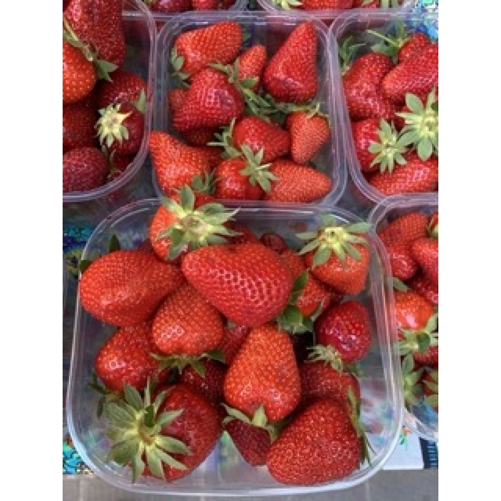 Cestino fragole BIO Kg 0,5