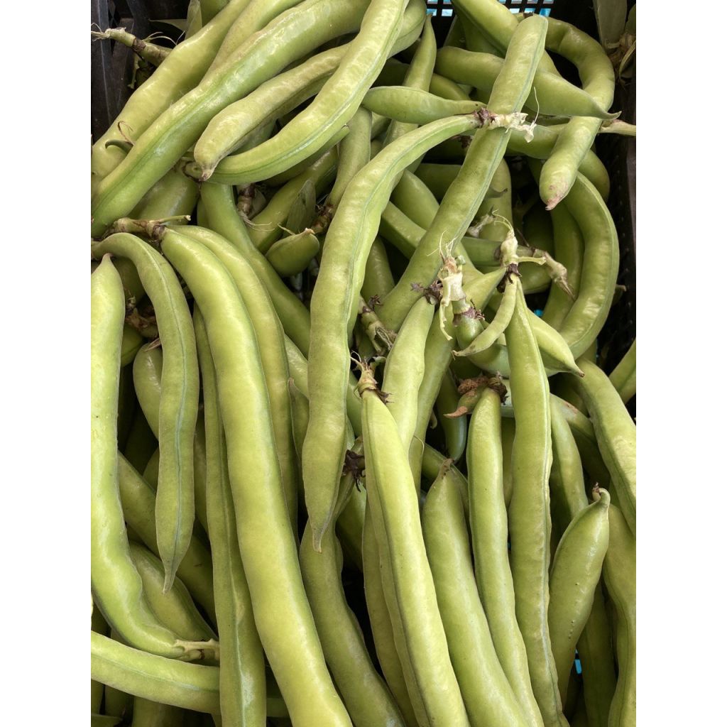 Fave BIO 0,5 kg
