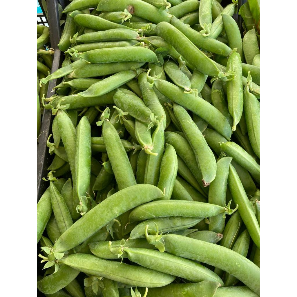 Piselli BIO 0,5 kg