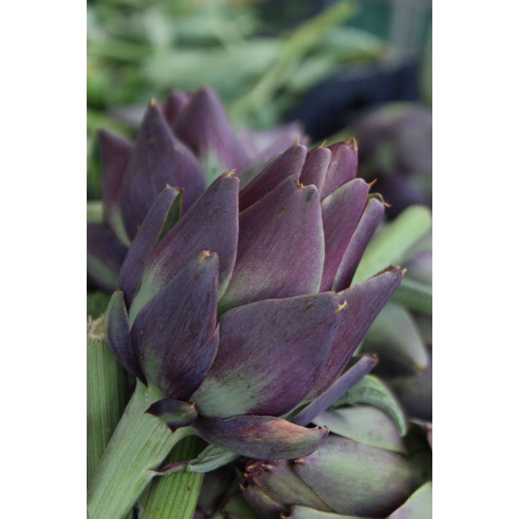 Carciofo BIO piccoli 1 pezzo