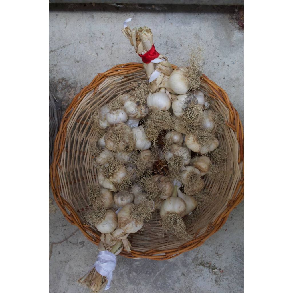Aglio secco BIO 100 gr