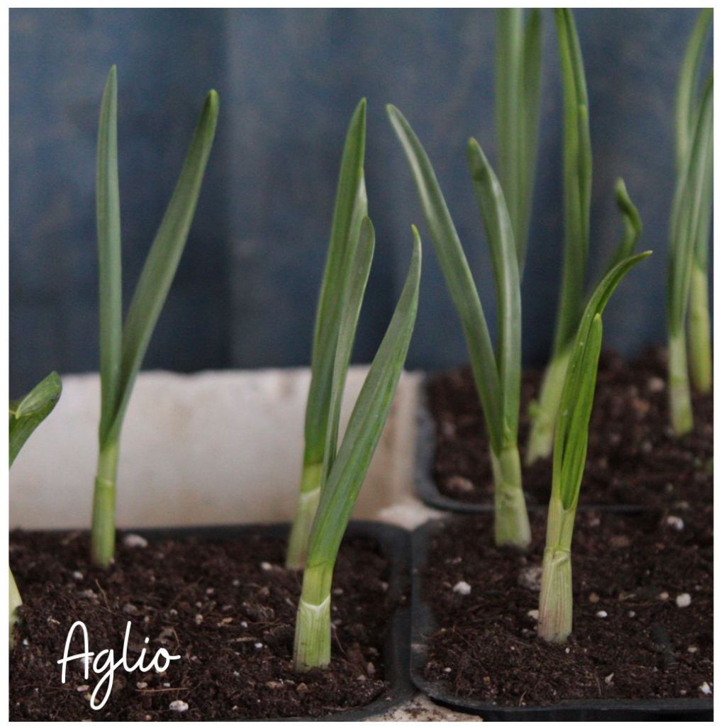 Aglio fresco BIO