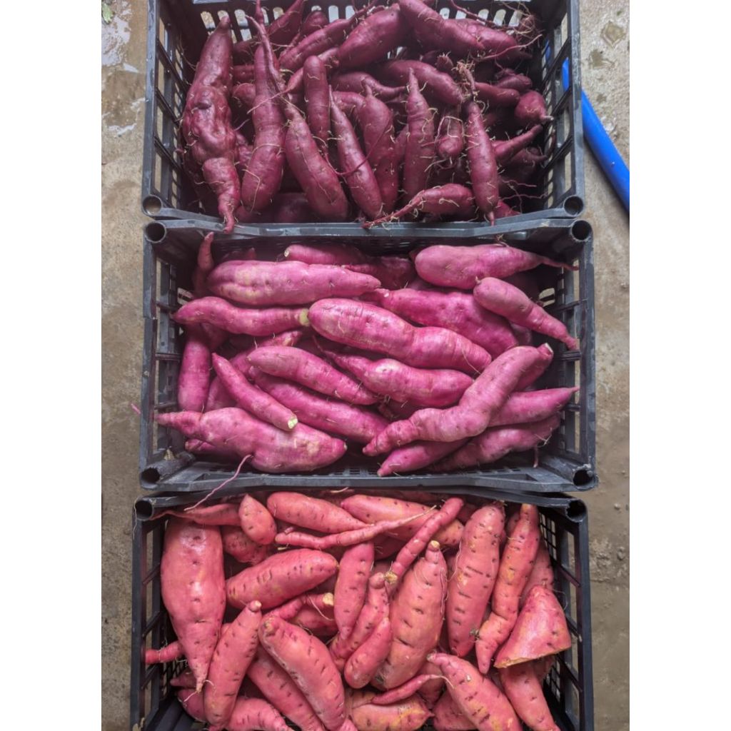 Batate - patate dolci americane bianche, arancio BIO Kg 1