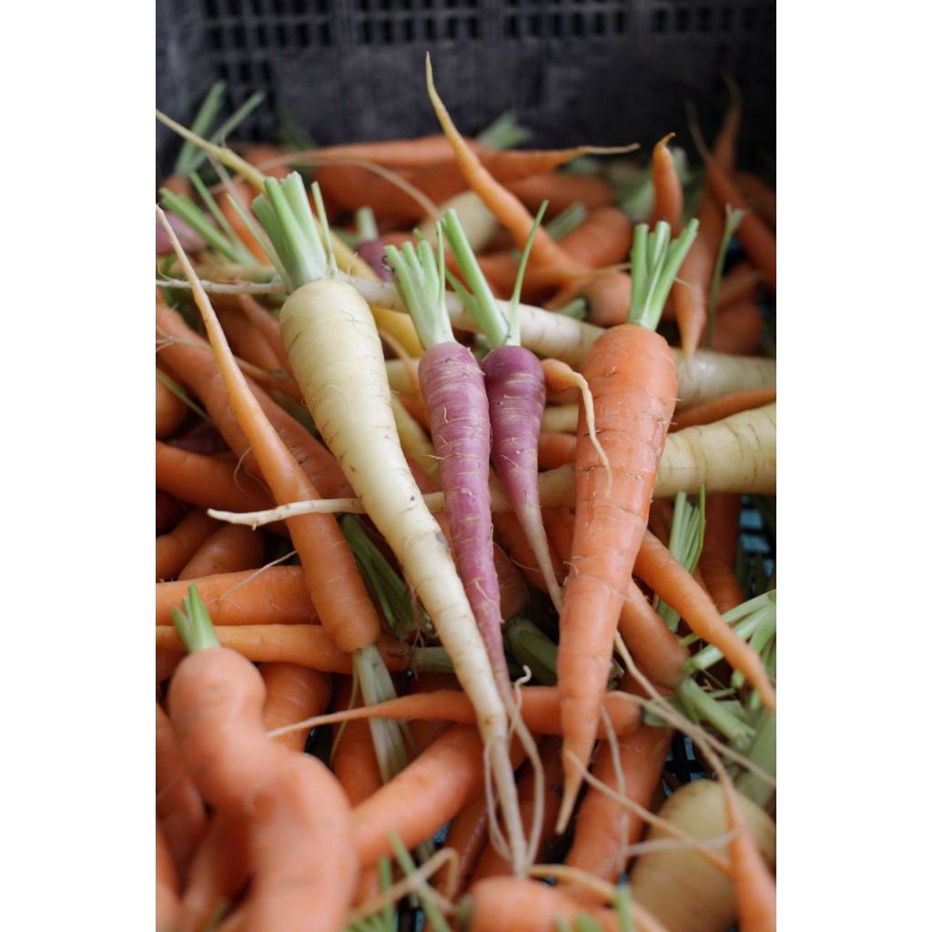 Carote BIO 0,250 Kg