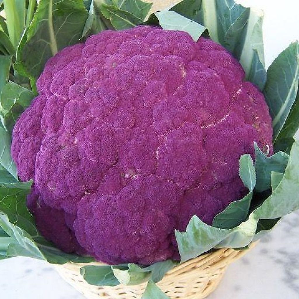 Cavolfiore colorato VERDE o VIOLA BIO tenerissimo pz. 1 kg 0,5