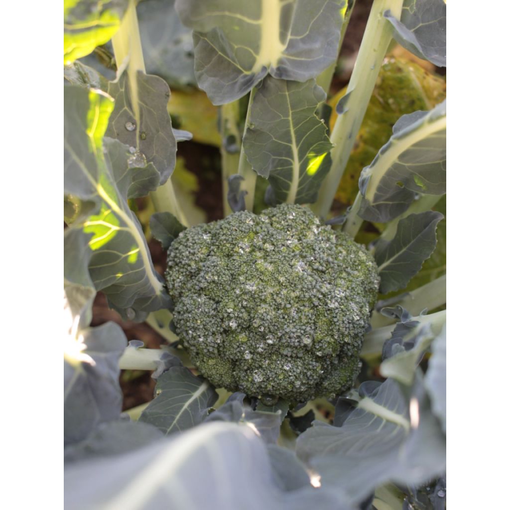 Cavolo broccolo piccolo pz. 1 kg 0,25