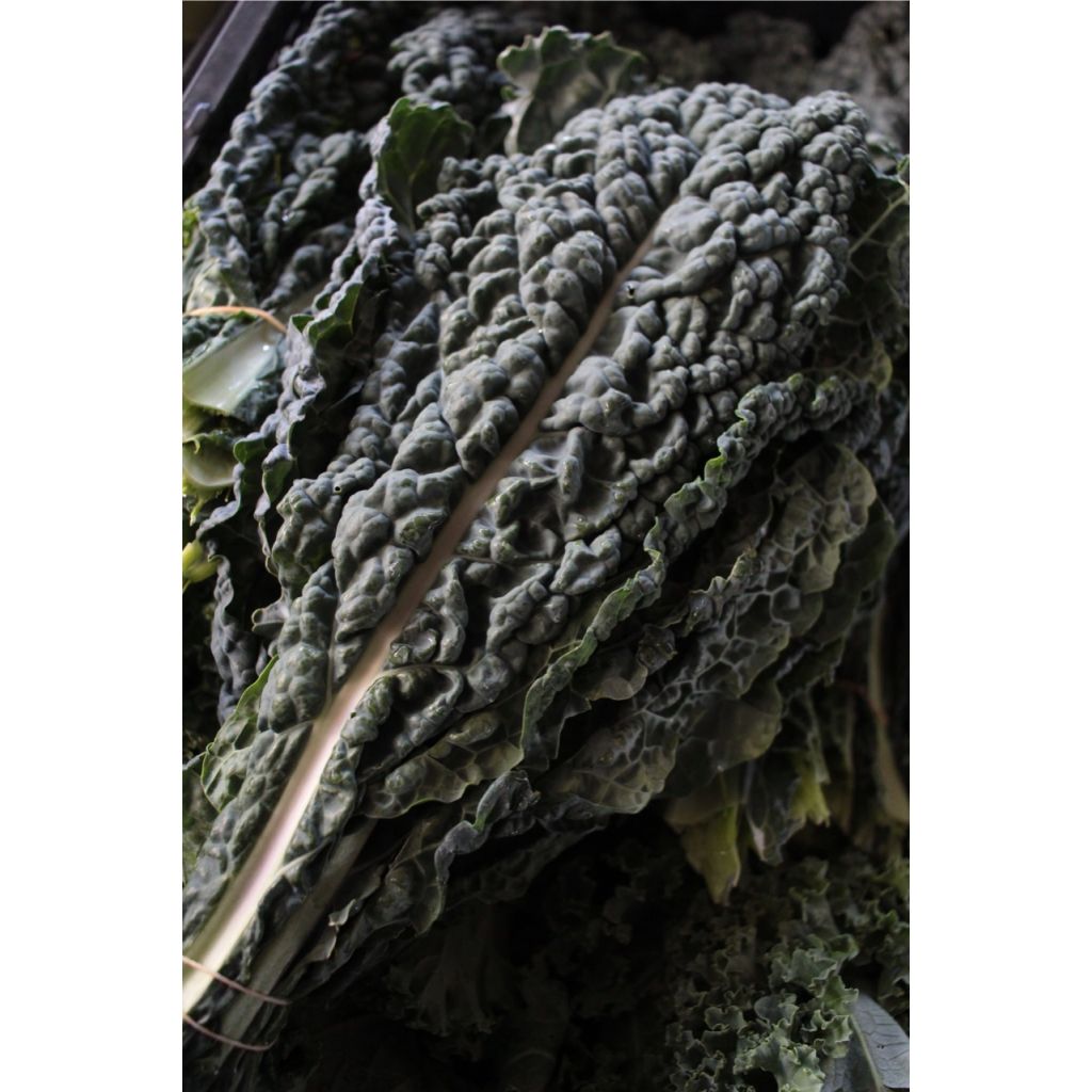 Cavolo NERO BIO 1 mazzo