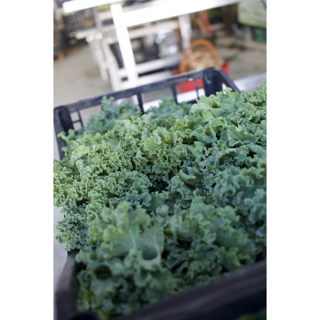 Cavolo RICCIO BIO 1 mazzo