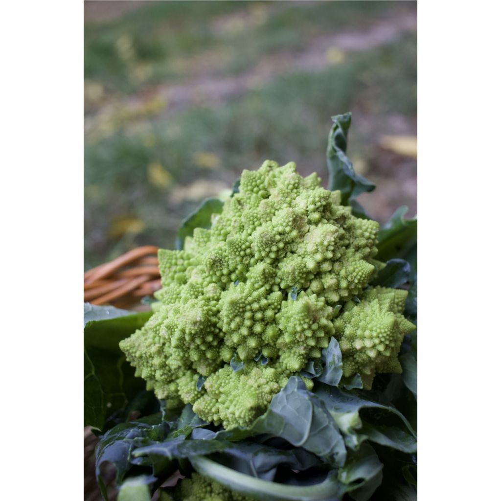 Cavolo Romanesco verde a punta BIO pz. 1 kg 0,5