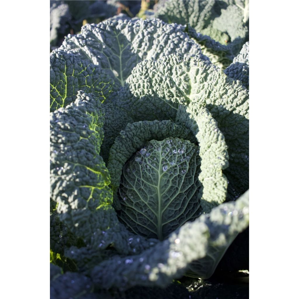 Cavolo verza BIO piccola