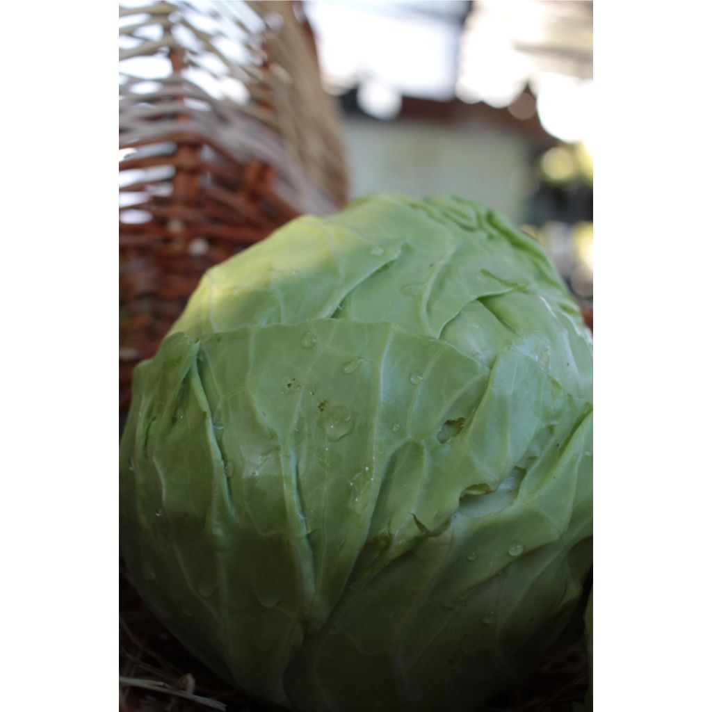 Cavolo cappuccio verde BIO