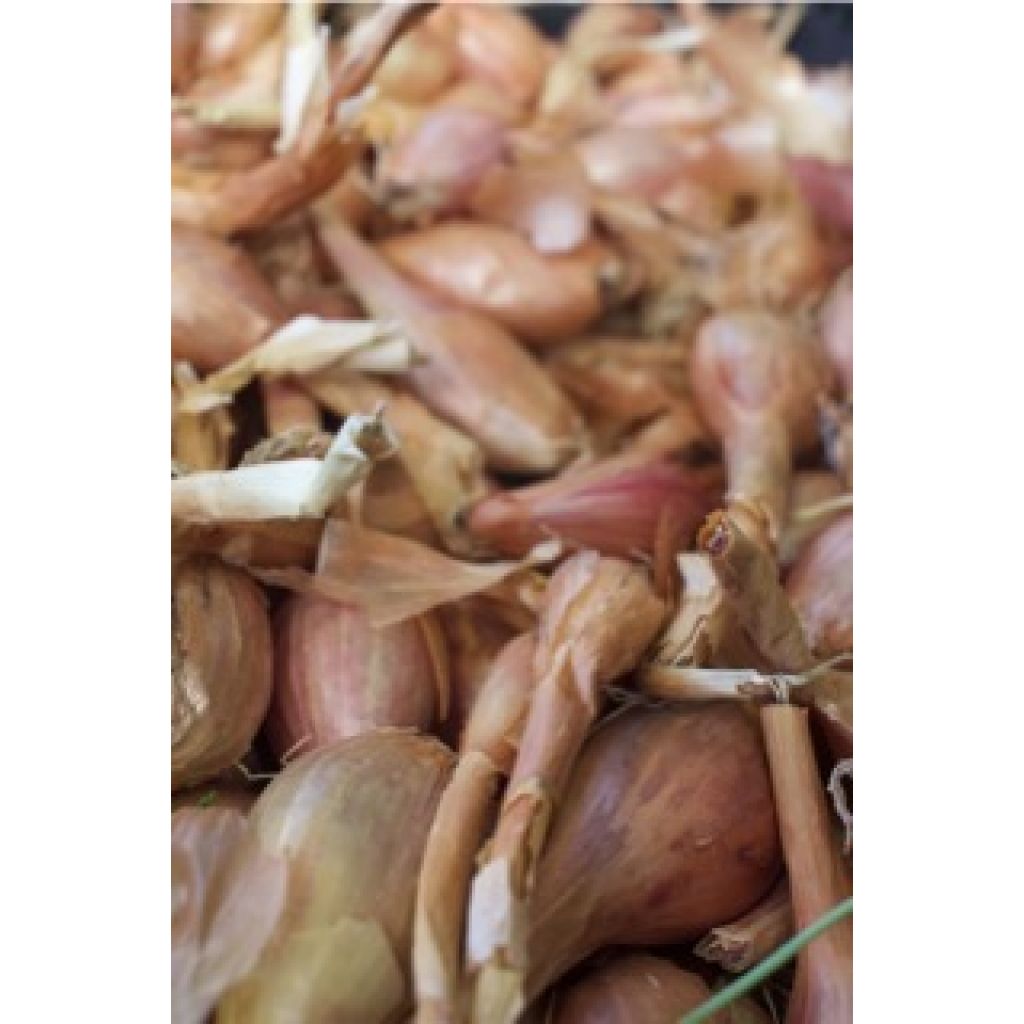 CIPOLLA BIO secca Kg 2 offerta!