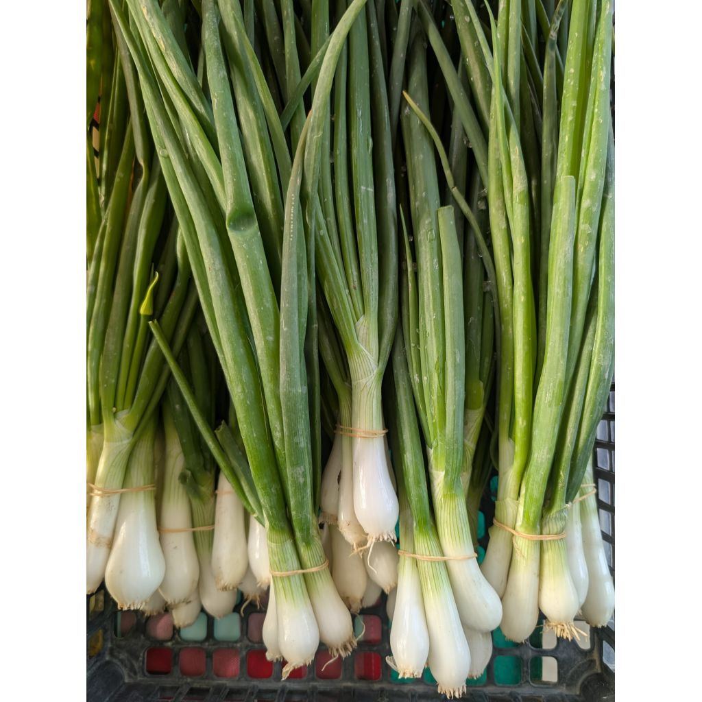 Cipolla fresca BIO 1 mazzo