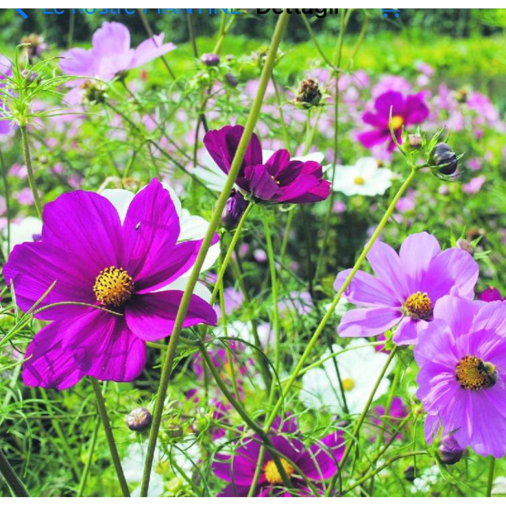 Piantine di COSMEA