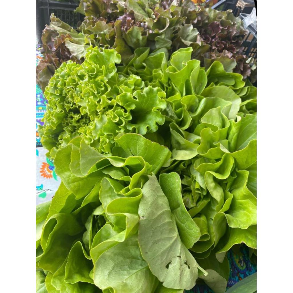 Insalata GENTILINA VERDE BIO