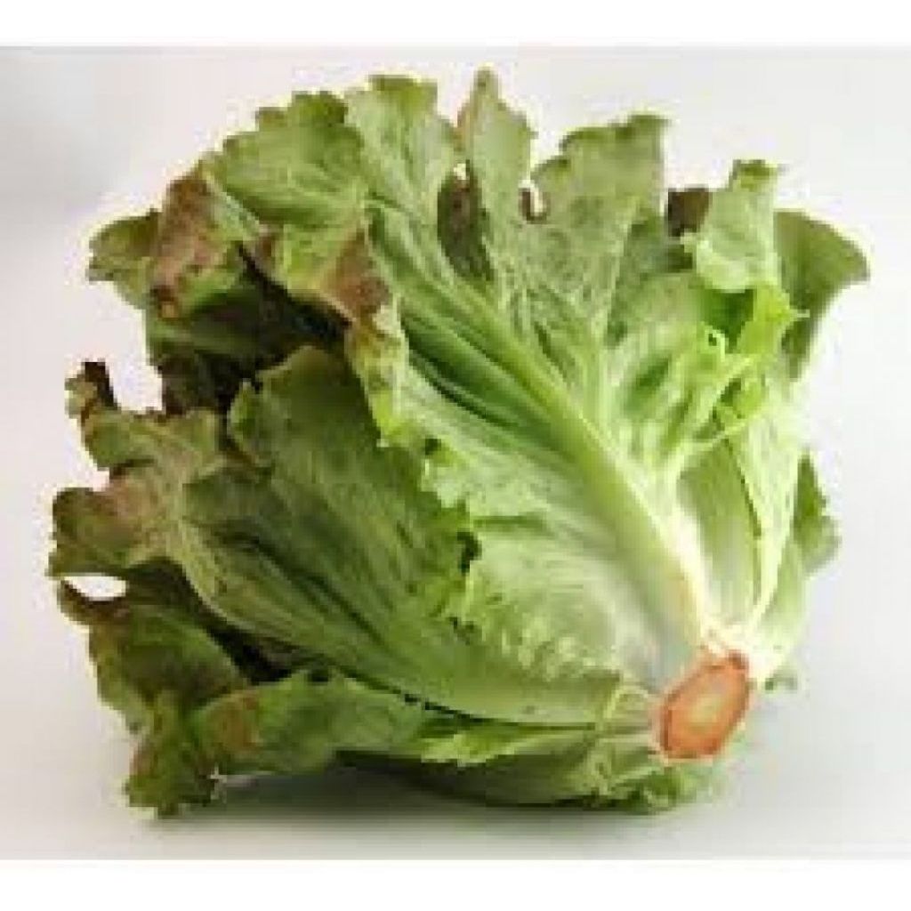 Insalata CANASTA BIO