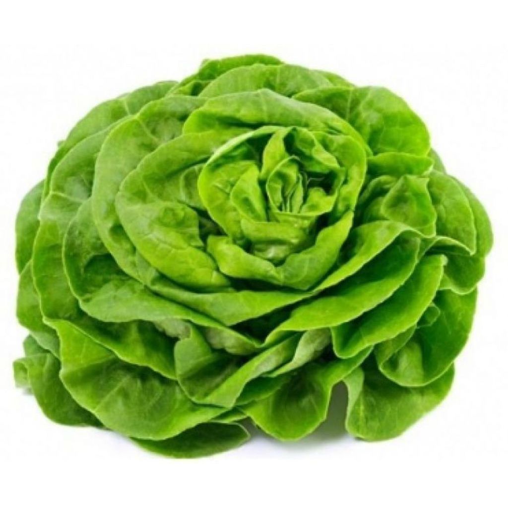 Insalata TONDA TROCADERO BIO