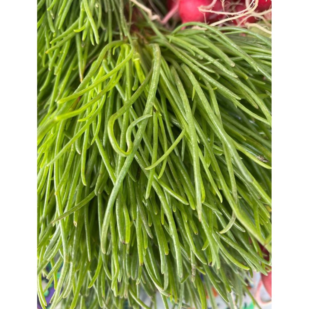 Liscari o Agretti BIO a mazzo