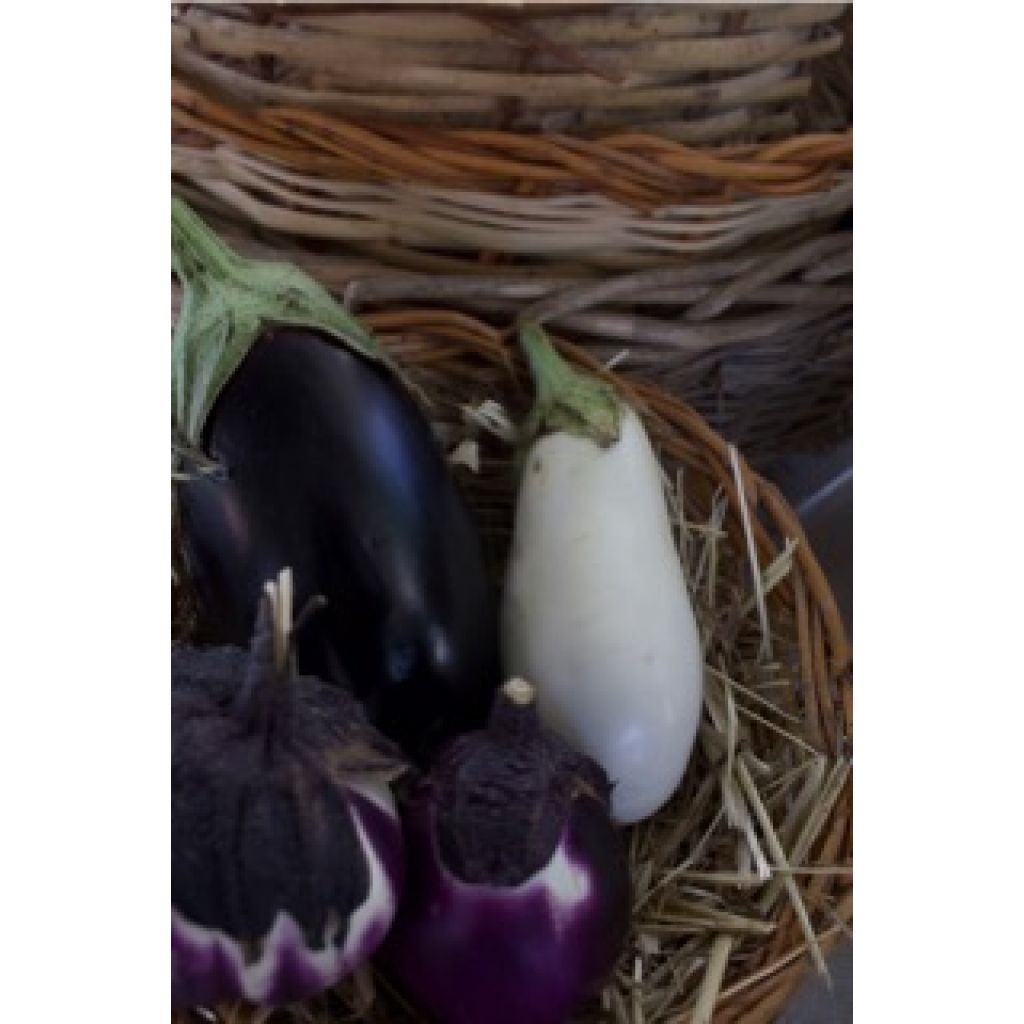 Melanzane tonde kg 0,5