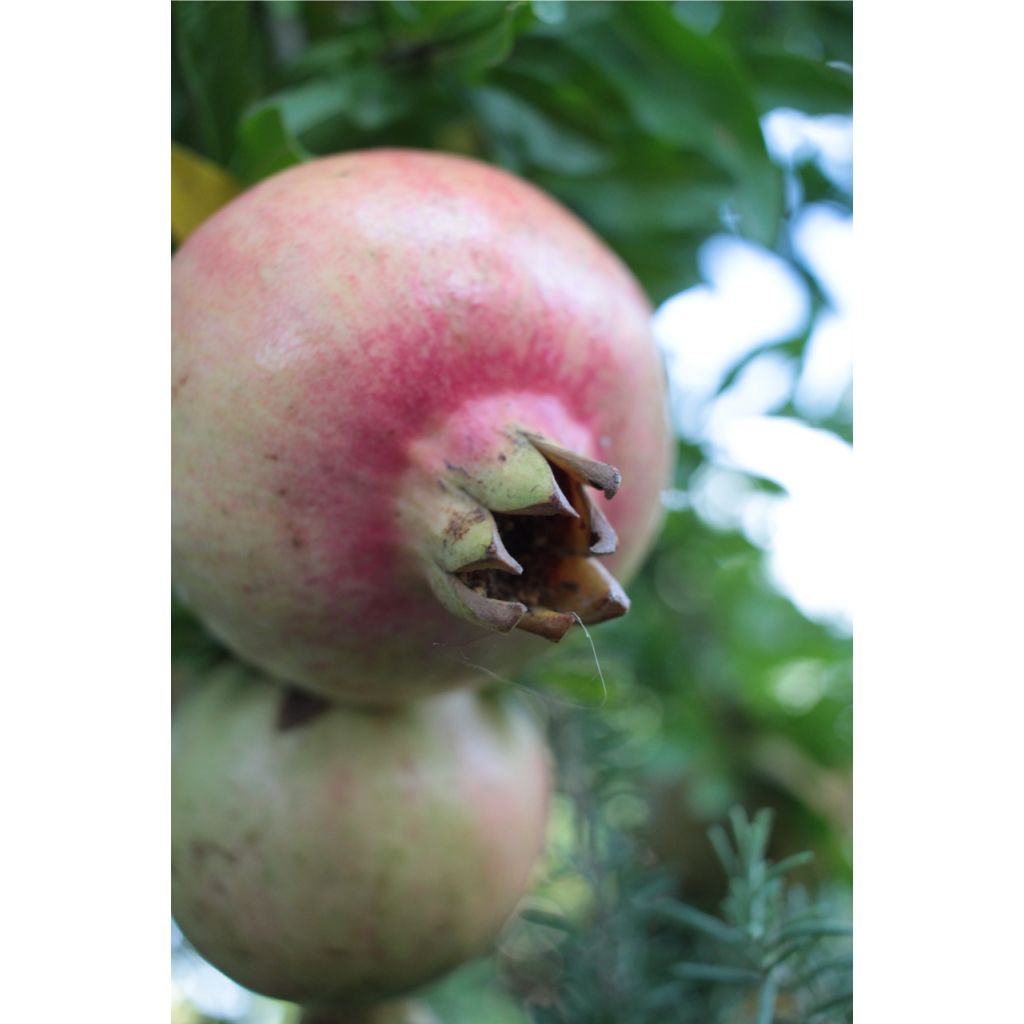 Melagrane BIO Kg 0,5