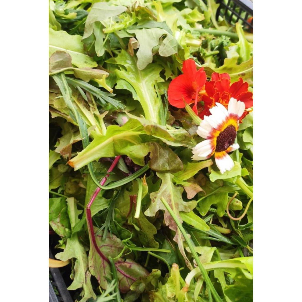 Misticanza di insalata, spinacio, senapi, erba stella, farinaccio ei fantastici fiori eduli 500 gr