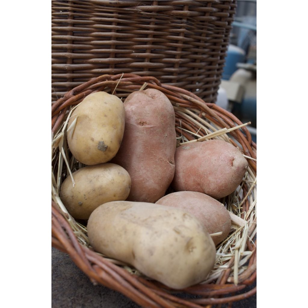 Patata piccole DA FORNO BIO Kg 1