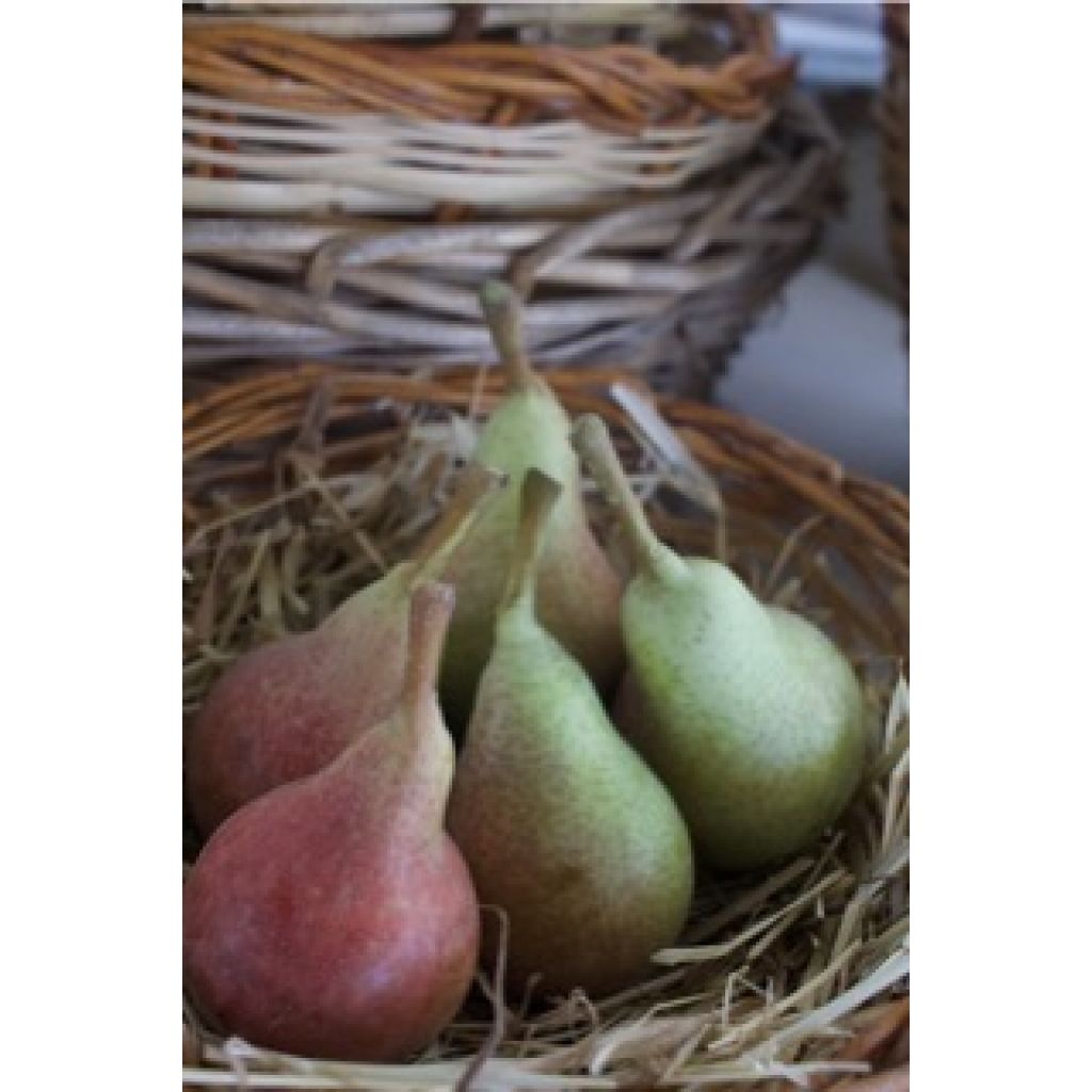 Pere mix BIO Kg 1