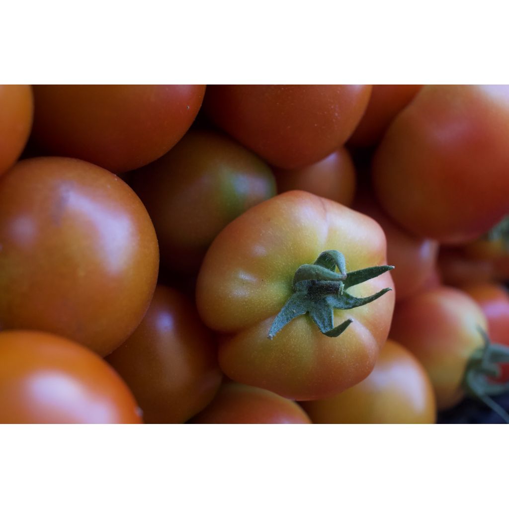 Pomodori tondi insalatari BIO 0,5 kg