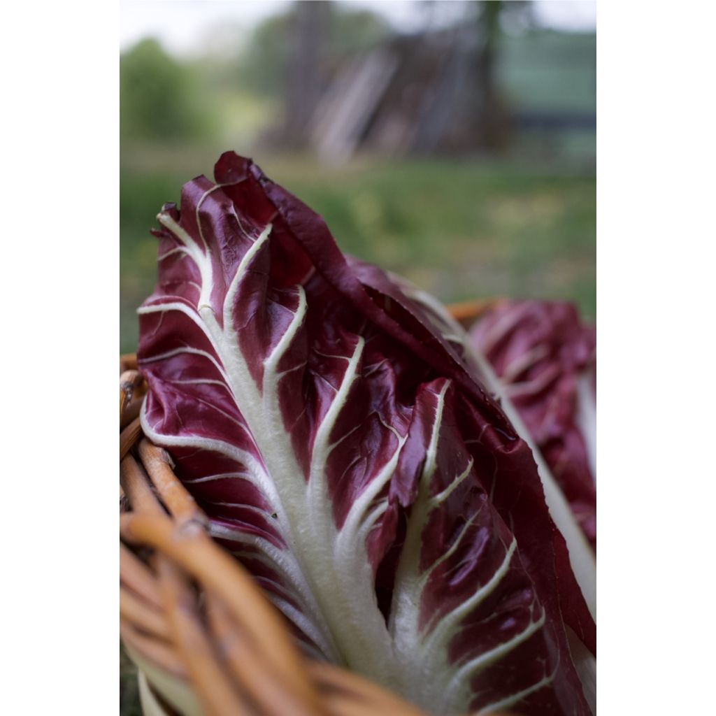 Radicchio lungo rosso Kg 0,5