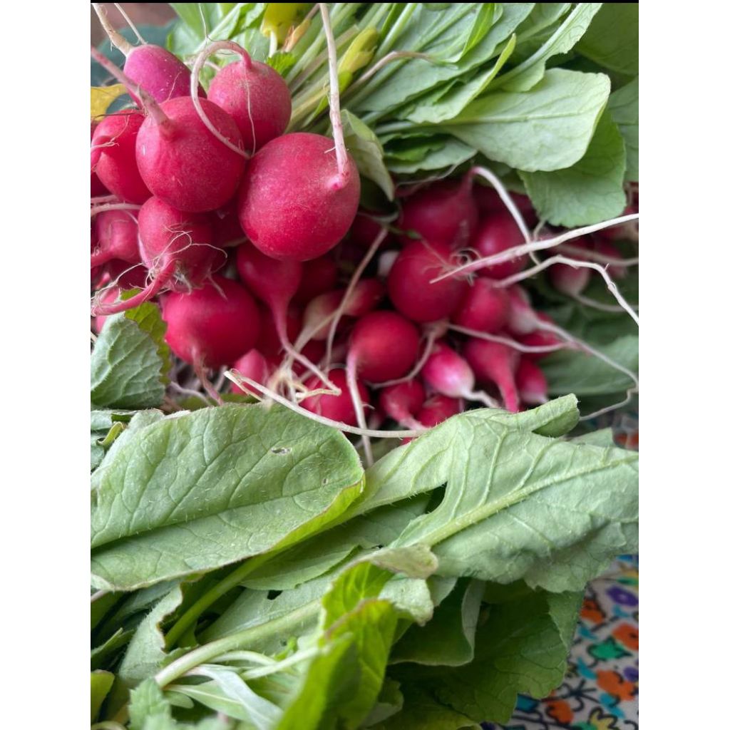 Ravanelli a mazzo BIO