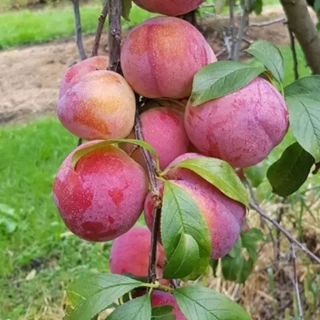 Susine Obinaja BIO Kg 0,5