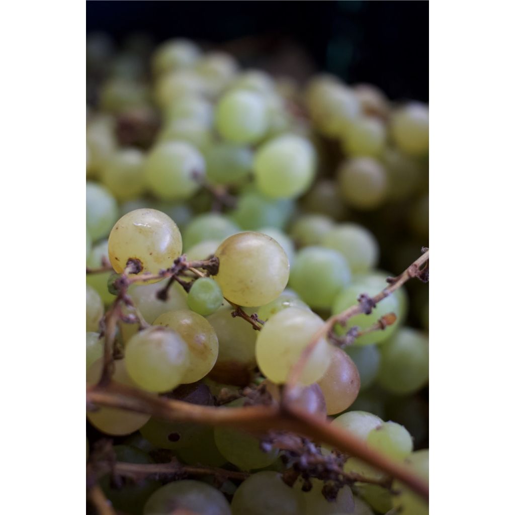Uva bianca da vino Kg 1