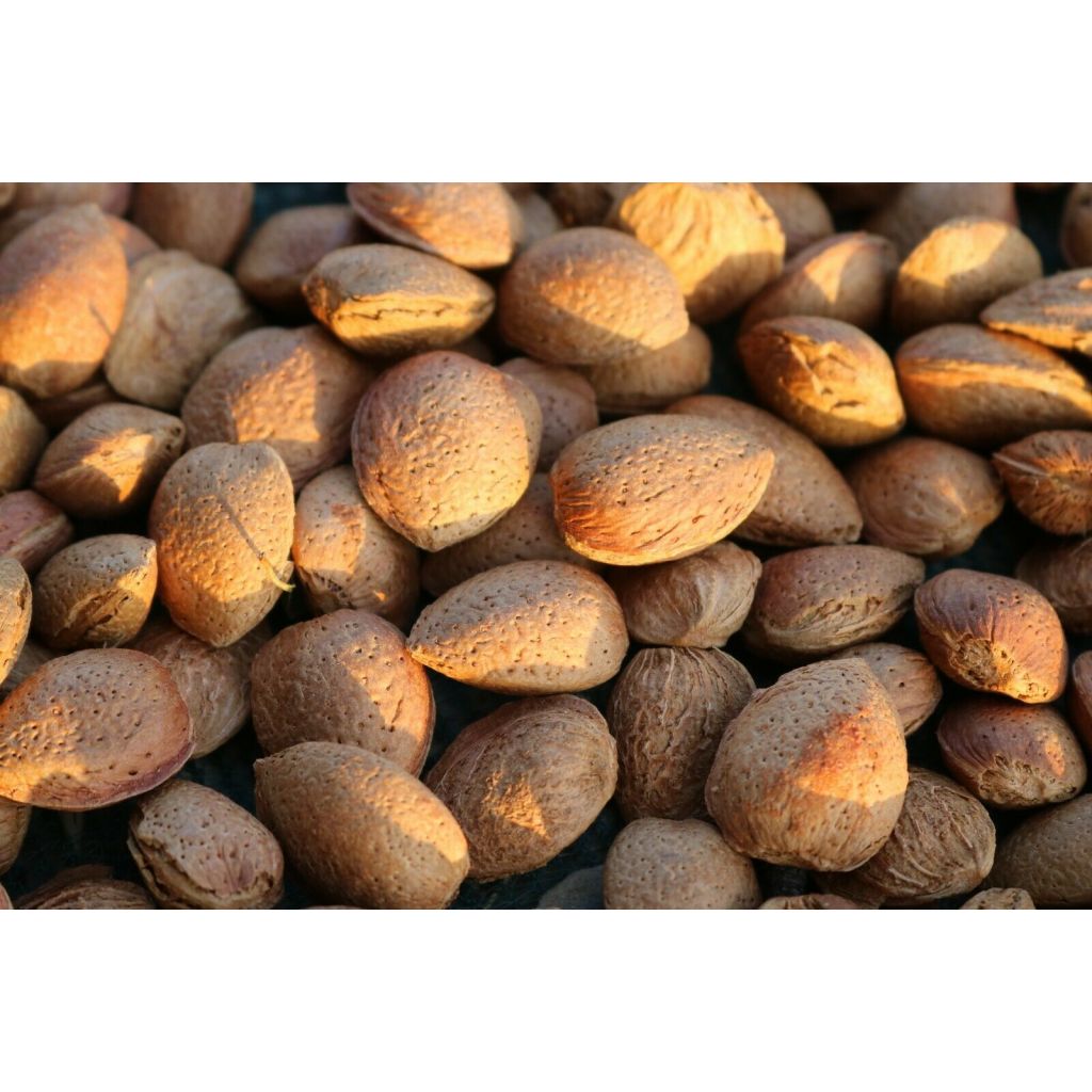 Sicilian natural sweet almonds in soft shell 10 Kg - 5 pieces of 2kg each one