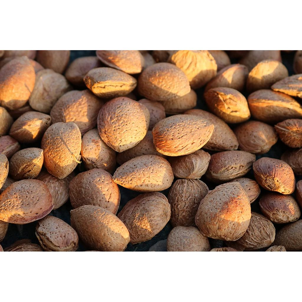 Sicilian natural sweet almonds in soft shell, 5 Kg Harvest August 2024