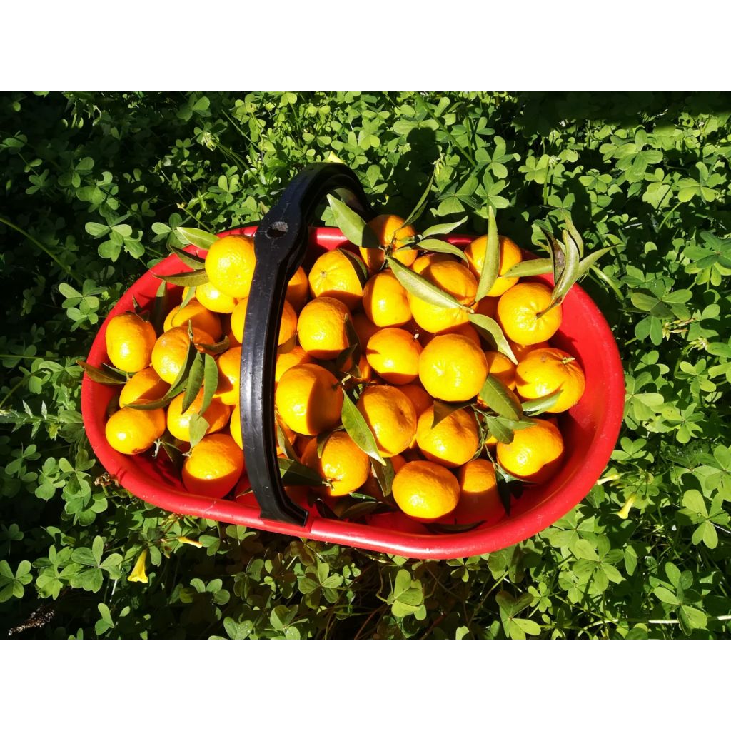 Pacco 9,2 Kg di Mandarini Tardivi di Ciaculli - Buccia edibile