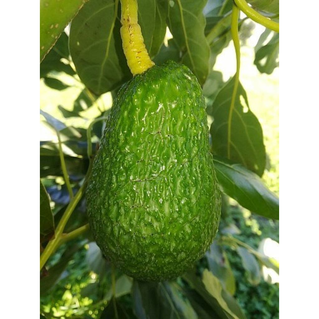 Pacco 9 Kg di Avocado Hass BIO