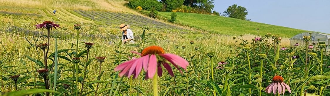 Azienda agricola Ginestreto di Maschera Giulia