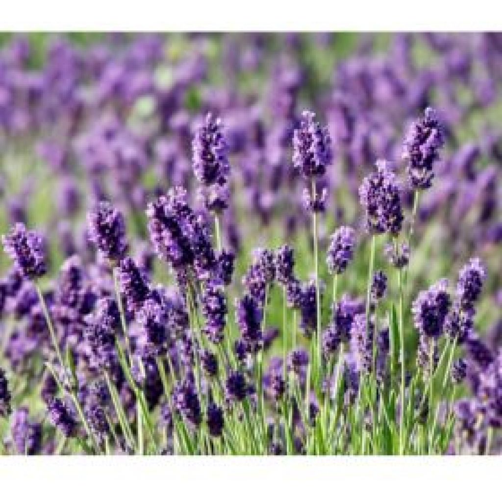 Addobbi Natale alla Lavanda