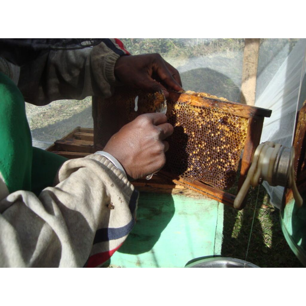 Miele eucalipto – vasetto da 500 g