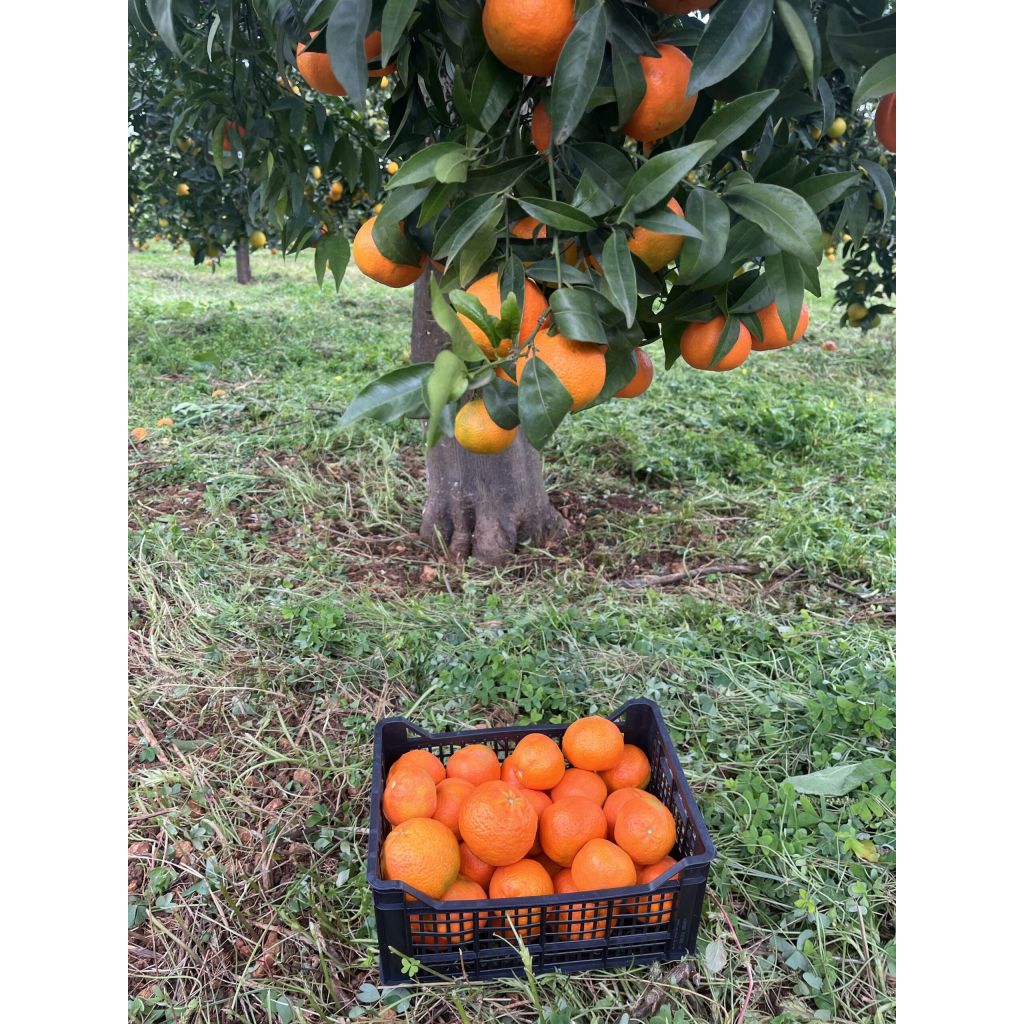 Mandarini Clementine 10 Kg