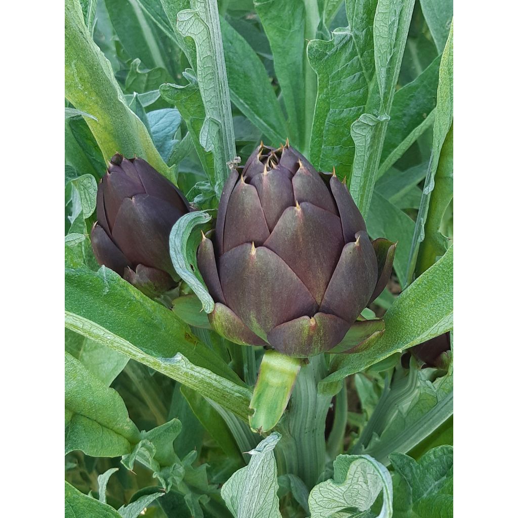 Mazzo di 12 carciofi