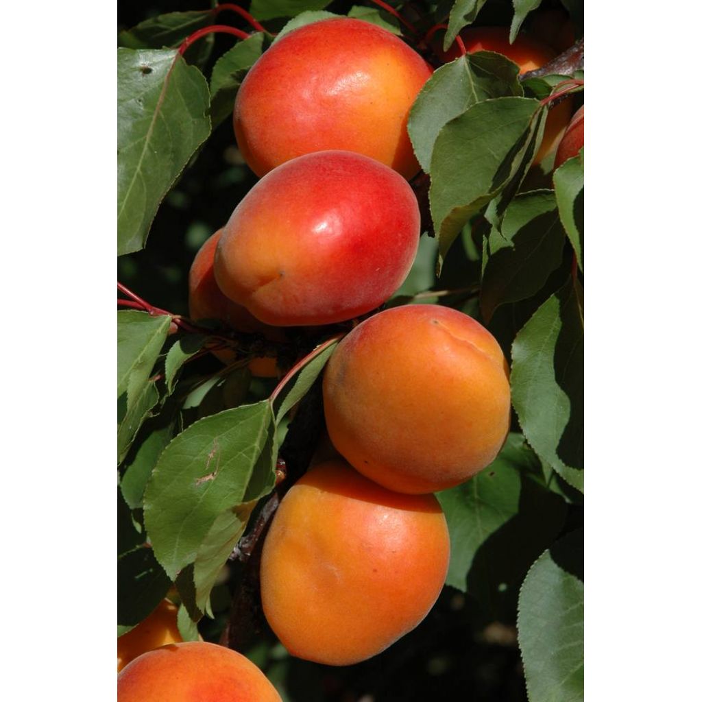 Albicocche 1kg - CA' BARLETI