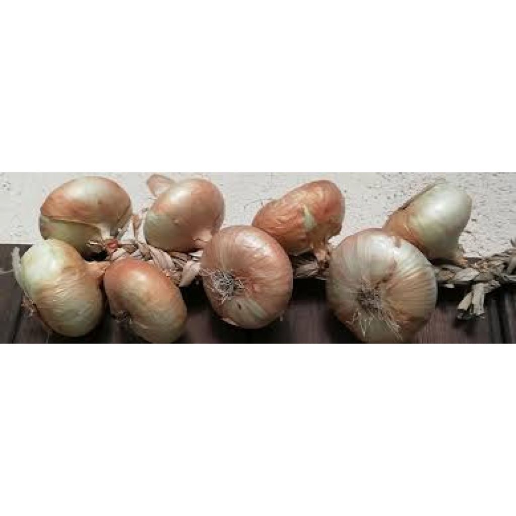 Cipolle dall'acqua (dolce) - CA' BARLETI