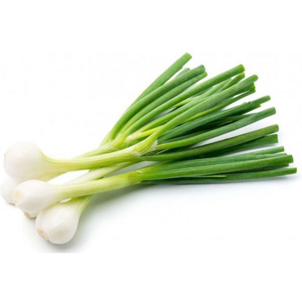 CIPOLLOTTO fresco - CA' BARLETI