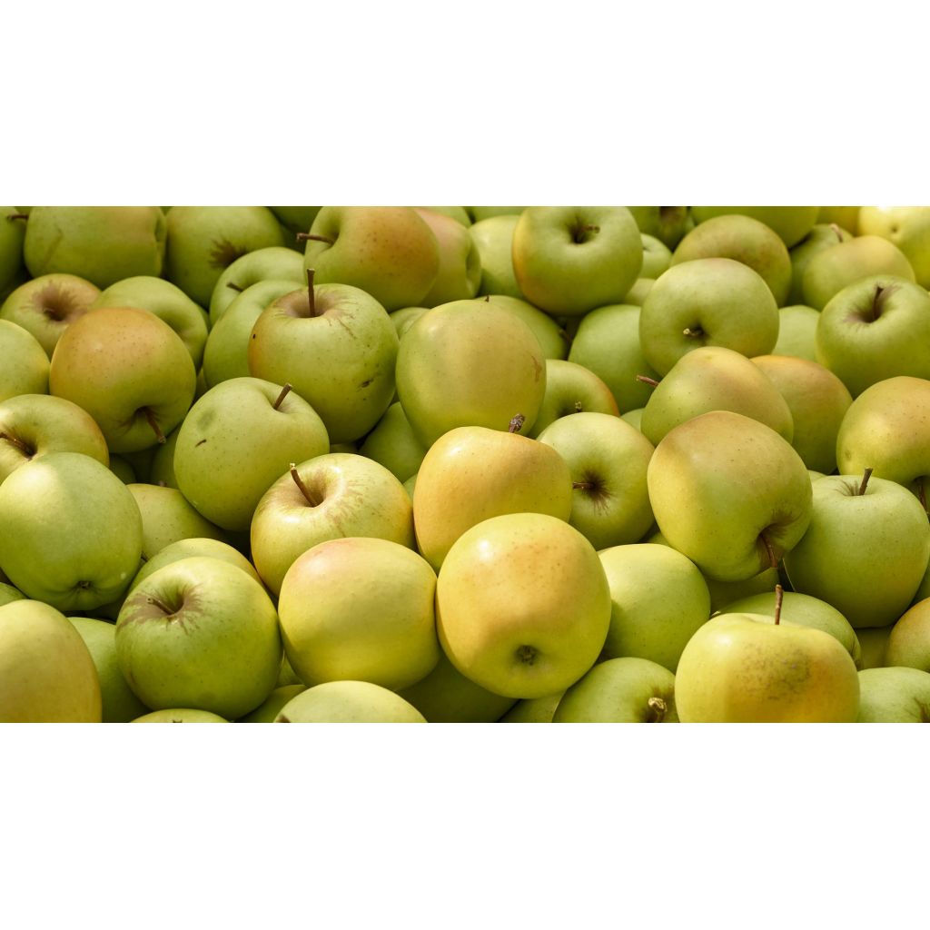 Mele Golden Orange piccole - CA' BARLETI